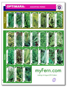 Fern Varieties