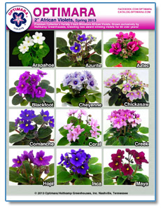 2in African Violet Varieties 