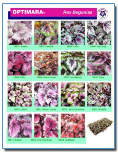 Rex Begonias
